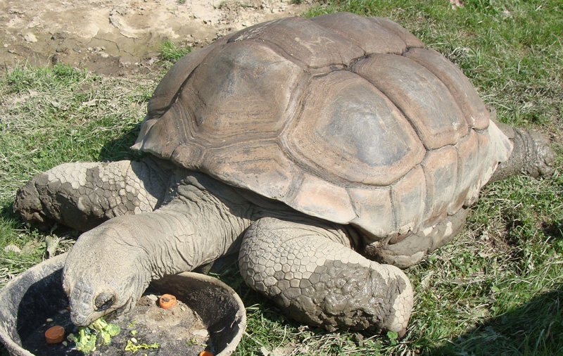 tortoise